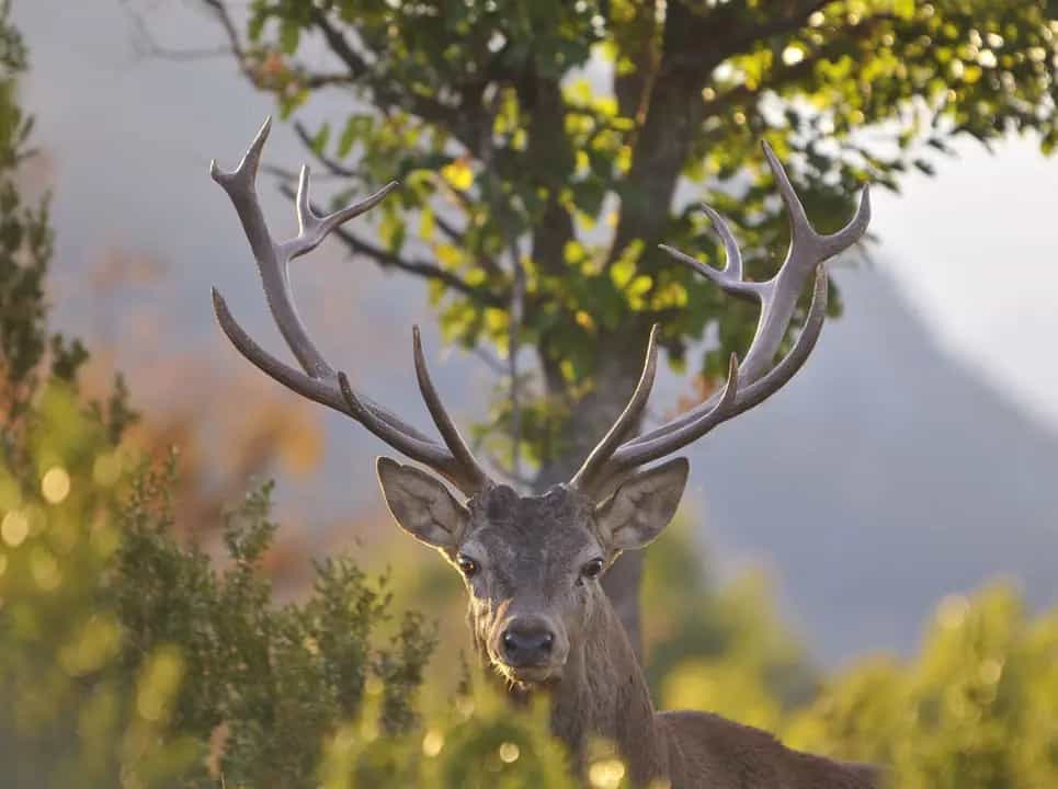Reserva Nacional de Caça del Boumort vista des del Tossal dels Pallers