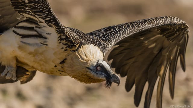 Trencalòs (Gypaetus barbatus) en vol, fauna de la reserva del Boumort